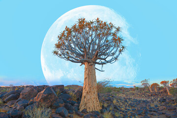 Sunrise at the Quiver Tree Forest near Keetmanshoop with full moon, Namibia 