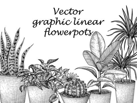 Vector illustration of flower pots in engraving style. Graphic linear dracaena, lobivia cactus, sansevieria, ficus, scindapsus