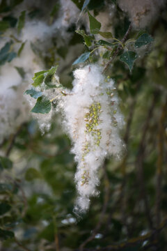 Closeup of poplar tree branches covered by the pollen at spring