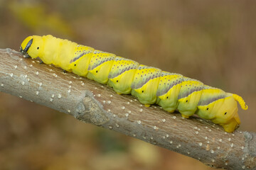 Larva (caterpillar) of butterfly Death's Head Hawkmoth follows the branch. Close up