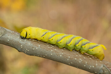 Larva (caterpillar) of butterfly Death's Head Hawkmoth follows the branch. Close up