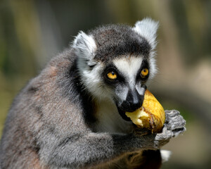 Fototapeta premium Portrait ring-tailed lemur (Lemur catta) eating a banana