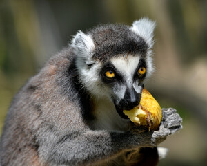 Portrait ring-tailed lemur (Lemur catta) eating a banana