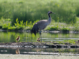European or Common crane, Grus grus
