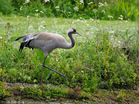 European or Common crane, Grus grus