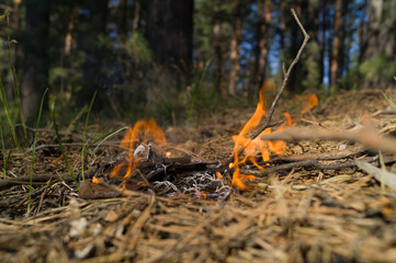 Fire in the forest. Flames from burning needles, dry grass and twigs. The threat of a forest fire in a dry hot period. Selective focus