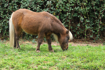 Little brown horse, Shetland pony, is grazing on green grass, green background, close up