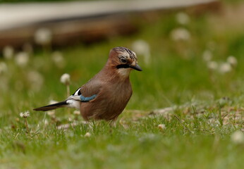 The Eurasian jay (Garrulus glandarius) is a species of passerine bird in the family Corvidae.