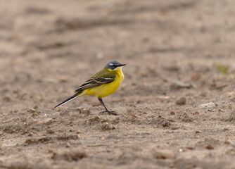 The western yellow wagtail (Motacilla flava) is a small passerine in the wagtail family Motacillidae, which also includes the pipits and longclaws.