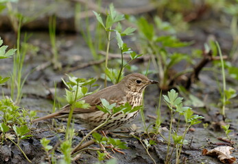 The song thrush (Turdus philomelos) is a thrush that breeds across the West Palearctic.