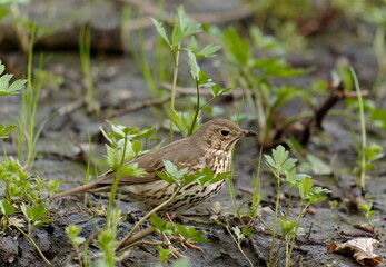 Naklejka na ściany i meble The song thrush (Turdus philomelos) is a thrush that breeds across the West Palearctic.