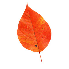 Autumn Set Photo Overlays Falling Leaves, fog, rain, sun, light, Photoshop element , png