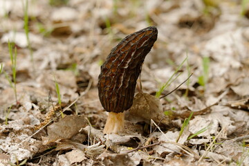 Morchella, the true morels, is a genus of edible sac fungi closely related to anatomically simpler...