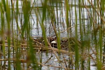 The Eurasian coot (Fulica atra), also known as the common coot, or Australian coot, is a member of the rail and crake bird family, the Rallidae.