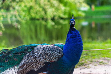 blue peacock on a green background during spring