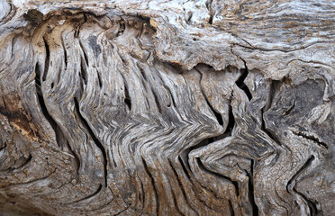 Background of the old wood texture close-up