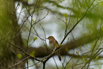 The thrush nightingale (Luscinia luscinia), also known as the sprosser, is a small passerine bird that was formerly classed as a member of the thrush family Turdidae