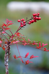 red berries on a tree branch plant