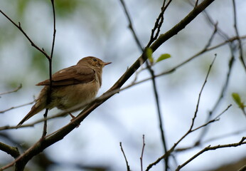 The thrush nightingale (Luscinia luscinia), also known as the sprosser, is a small passerine bird that was formerly classed as a member of the thrush family Turdidae