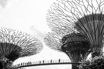 Black and white photo of the botanical garden, Gardens by the Bay in Singapore.