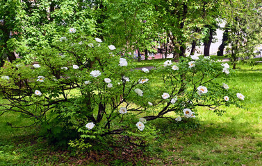 Blooming peony bush with large white flowers. Tree peony growing at spring garden. 