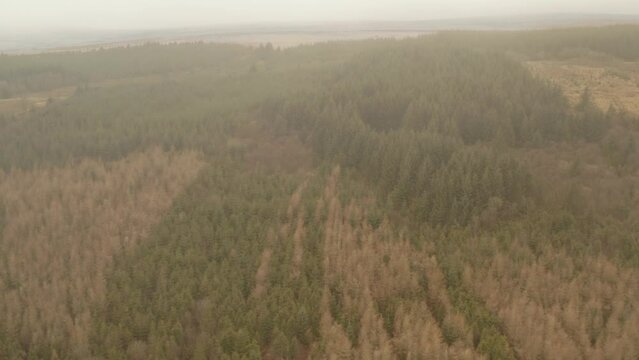 Ariel shot of a forest in the Souh Wales United Kingdom.