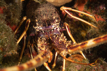 Mediterranean Spiny Lobster in Underwater