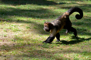 Golden-bellied capuchin (Sapajus xanthosternos) walking on grass and seen from profile