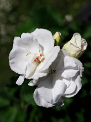 Closeup white geranium flower in french garden