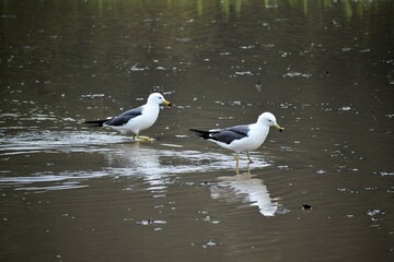 石川観光,カモメ,田んぼ,稲作,稲,鳥,青空,日本の風景,能登半島,和倉温泉