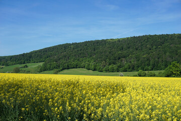 blühendes Rapsfeld mit Wald und blauen Himmel