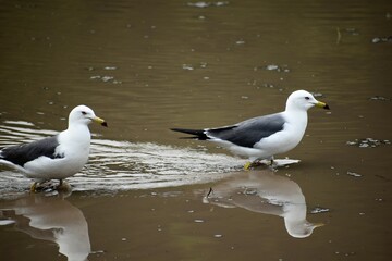 Obraz premium 石川観光,カモメ,田んぼ,稲作,稲,鳥,青空,日本の風景,能登半島,和倉温泉