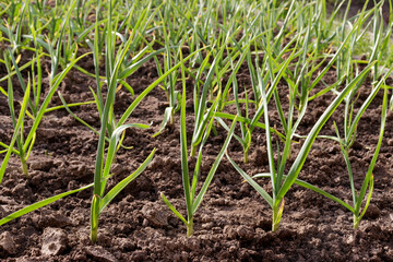 Garlic plants in a line on a raising bed, gardening and cultivation of vegetables Vegetable beds, garlic in spring