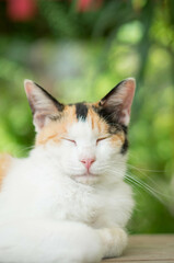 Obraz premium Wild cat living in a Japanese forest