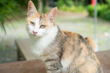 Wild cat living in a Japanese forest