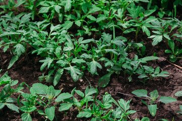 Seedlings of tomatoes in the open field