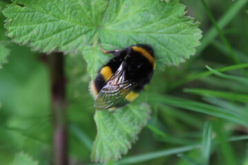 Closeup of a bee that has landed on a leaf in a meadow. Photograph taken in Merseyside in May 2022.