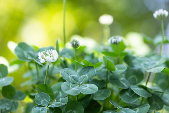 四葉 の画像 3 432 件の Stock 写真 ベクターおよびビデオ Adobe Stock
