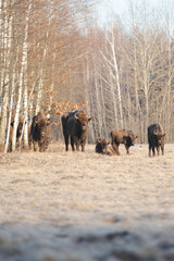 Polish wisents in their natural environment
