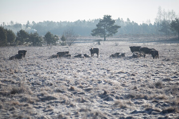 Polish wisents in their natural environment
