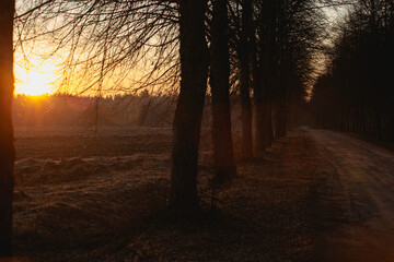 sunrise in the forest