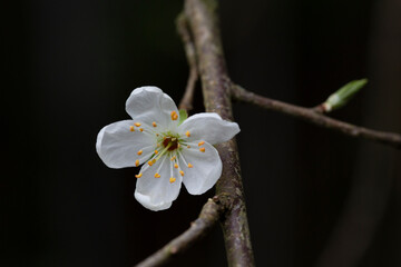Springtime, close-up White cherry blossoms, spring flower background