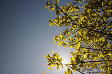 Green tree with new growing leaves in sunny day on right side with blue sky on background