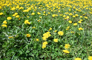 Blooming yellow dandelions in the park