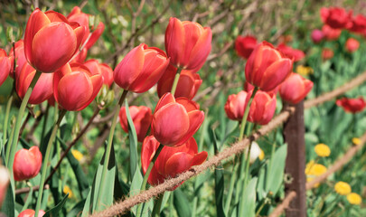 Group of colorful red tulips behind rope fence, fence, green against backdrop of bright spring sun. Gardening.