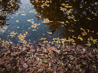 autumn leaves in the water