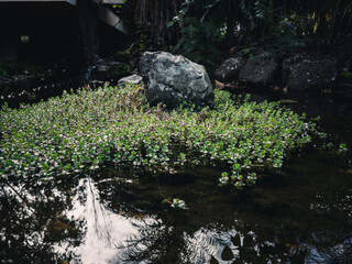 Fototapeta na wymiar Rock in a pond