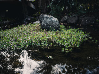 Rock in a pond