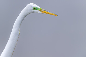 Profile shot of great white egret is  isolated on blurred white water background with( green) full breading plumage.