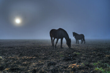 Nebel auf der Koppel